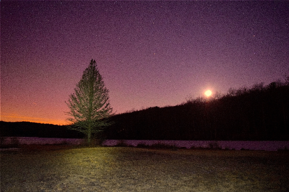 Landscape tree nature forest