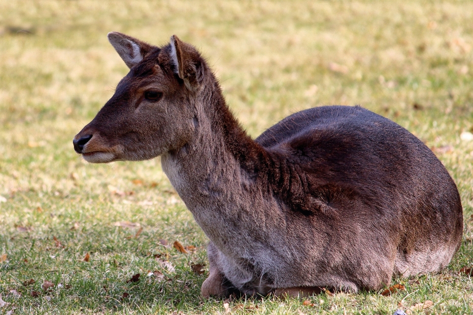 Nature herbe prairie
 animal