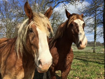 Foto Animal pastar
 pasto
 caballo