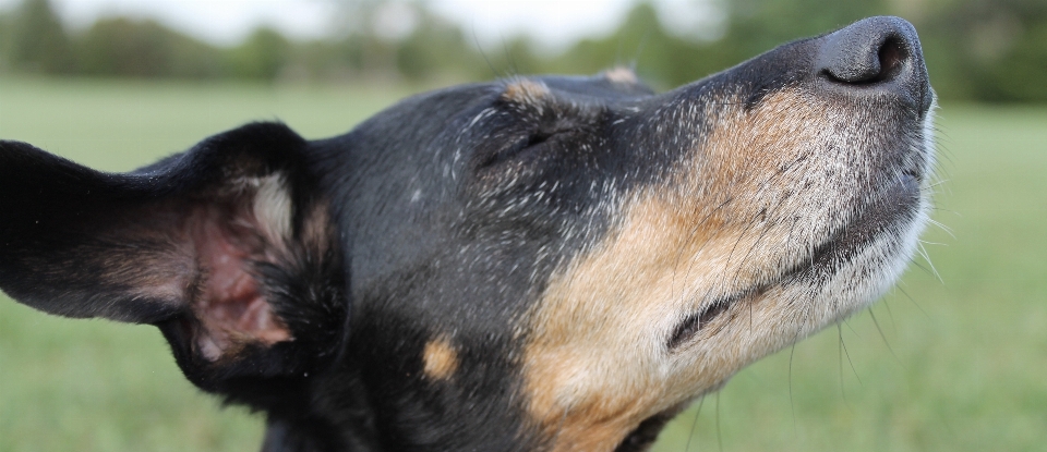 Anjing mamalia hidung bertulang belakang
