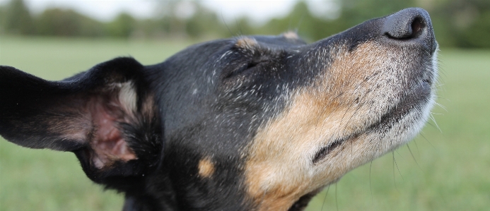 犬 哺乳類 鼻 脊椎動物
 写真