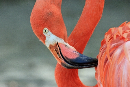 自然 鳥 羽 赤 写真