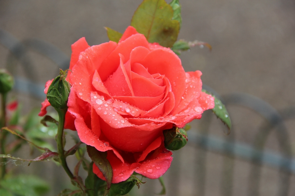 Nature rosée usine fleur