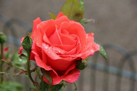 Nature dew plant flower Photo