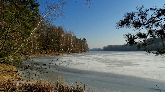 Foto Paisagem árvore natureza floresta