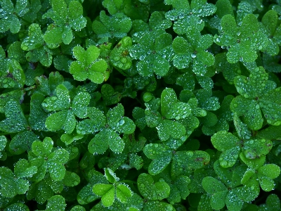 Foto Acqua pianta foglia fiore