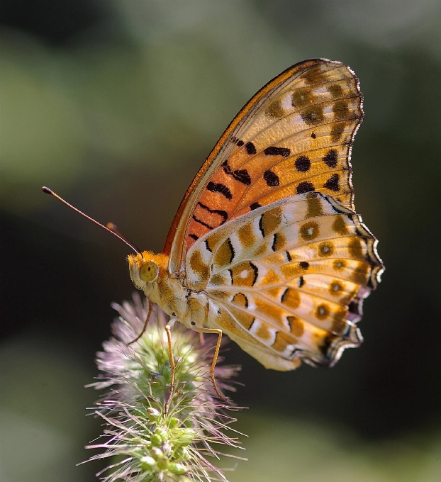 Natura pianta bianco fotografia