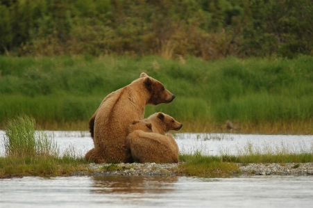 Water nature wilderness looking Photo