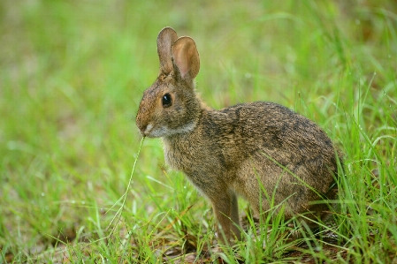 Foto Natura erba prateria
 carino