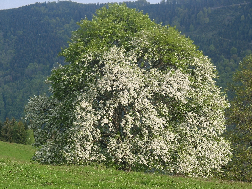 árbol naturaleza bosque florecer