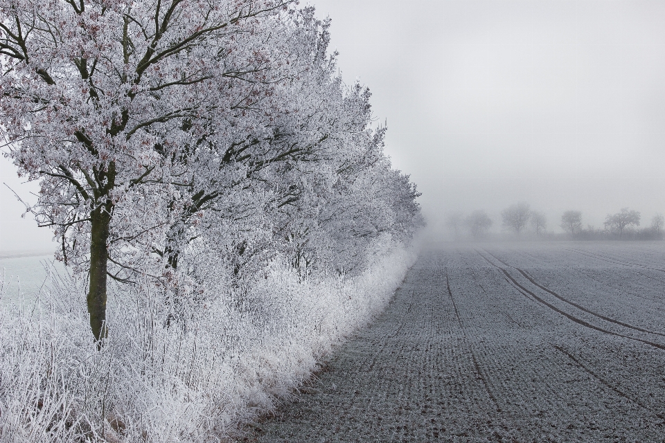 Albero ramo nevicare freddo