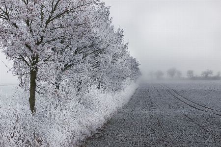 Tree branch snow cold Photo