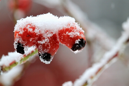 Branch blossom snow winter Photo