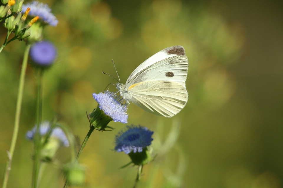 Natura ala leggero pianta