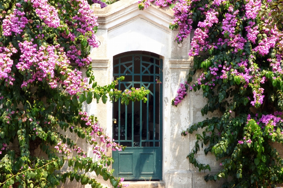 Blüte die architektur anlage rasen