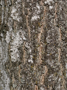 Tree nature branch structure Photo