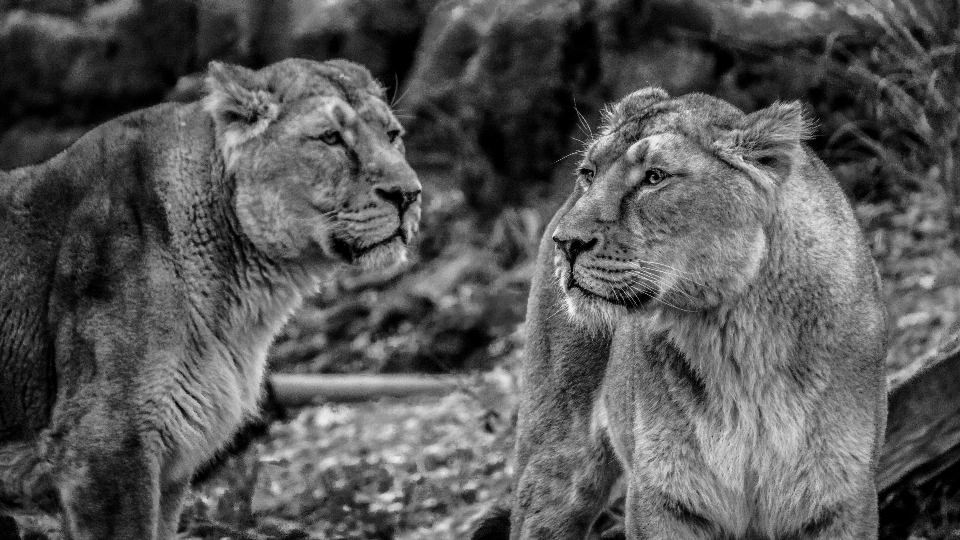 Bianco e nero
 animali selvatici selvaggio zoo