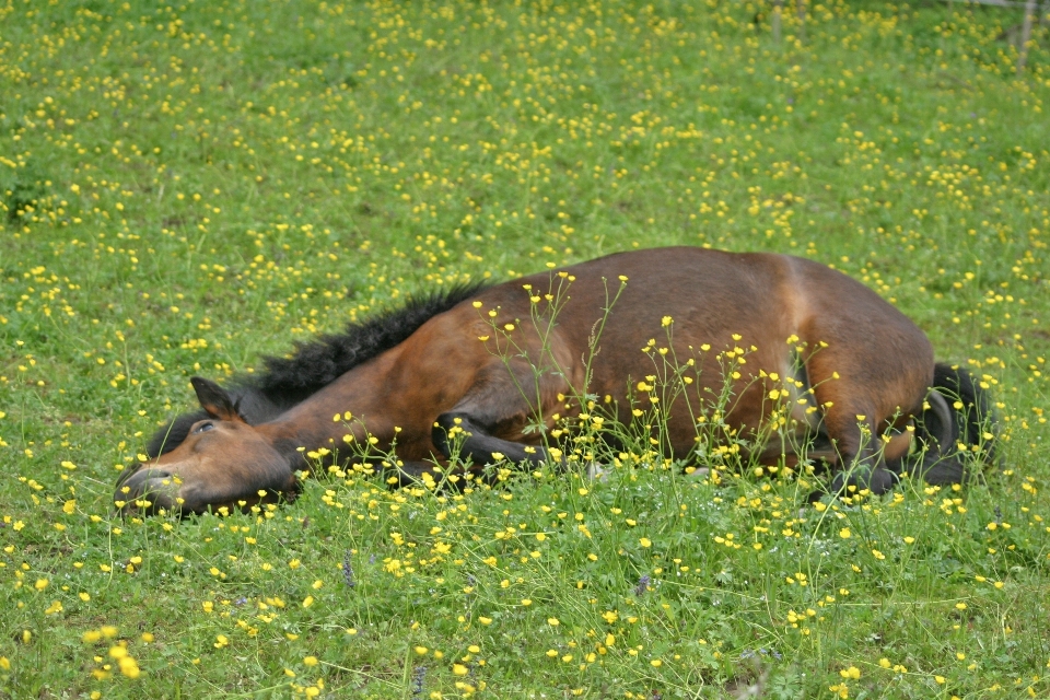 Paesaggio natura erba prato
