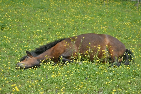 Landscape nature grass meadow Photo