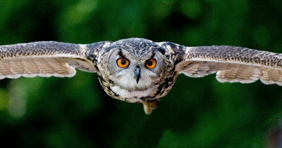 Foto Natura uccello ala volare