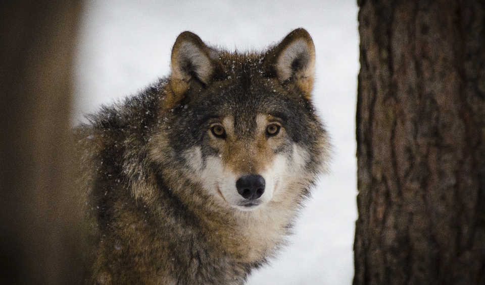 自然 雪 冬 野生動物