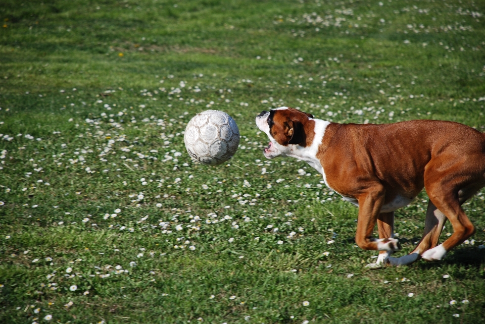 Césped juego cachorro perro