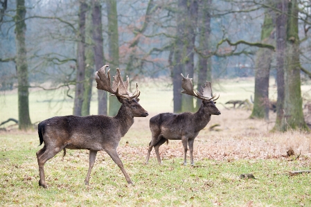 Nature forest wildlife wild Photo