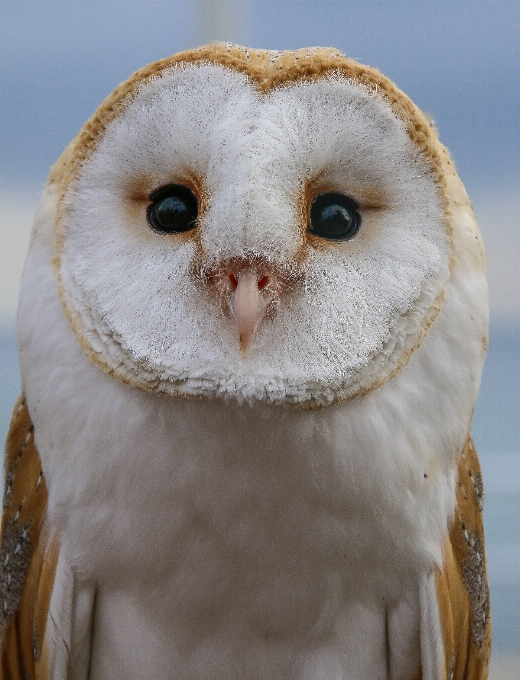 Natur vogel flügel gipfel