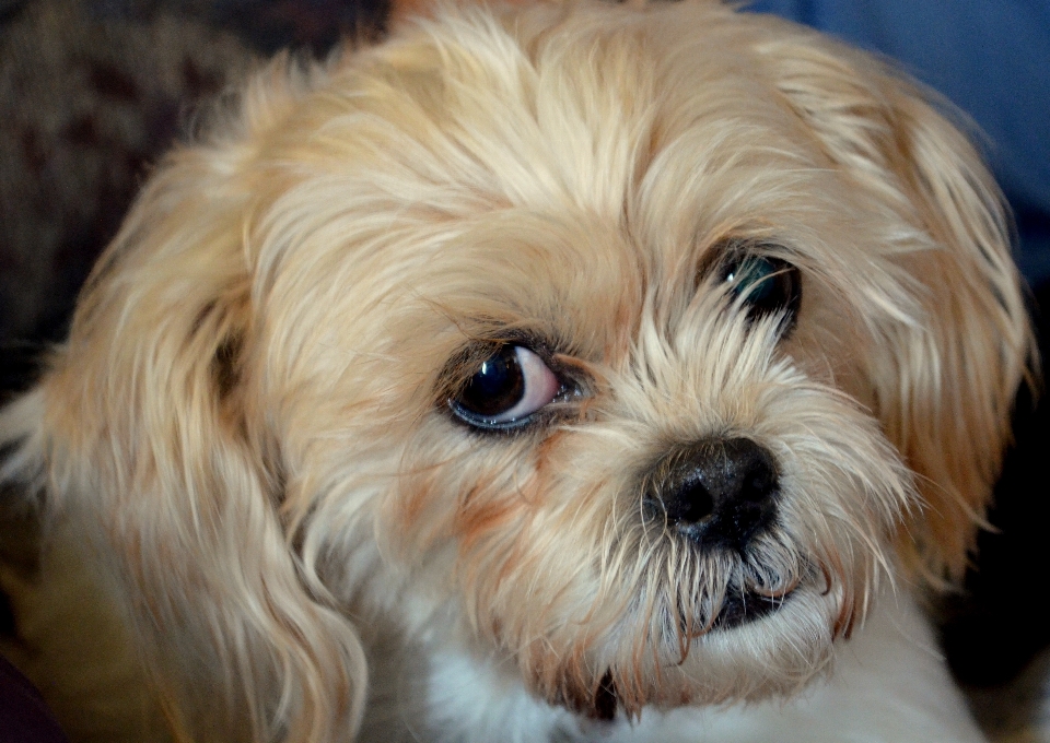 子犬 犬 動物 かわいい