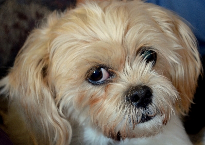 Foto Filhote de cachorro animal bonitinho