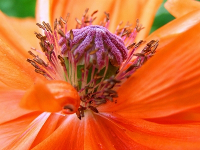 Photo Nature fleurir usine la photographie