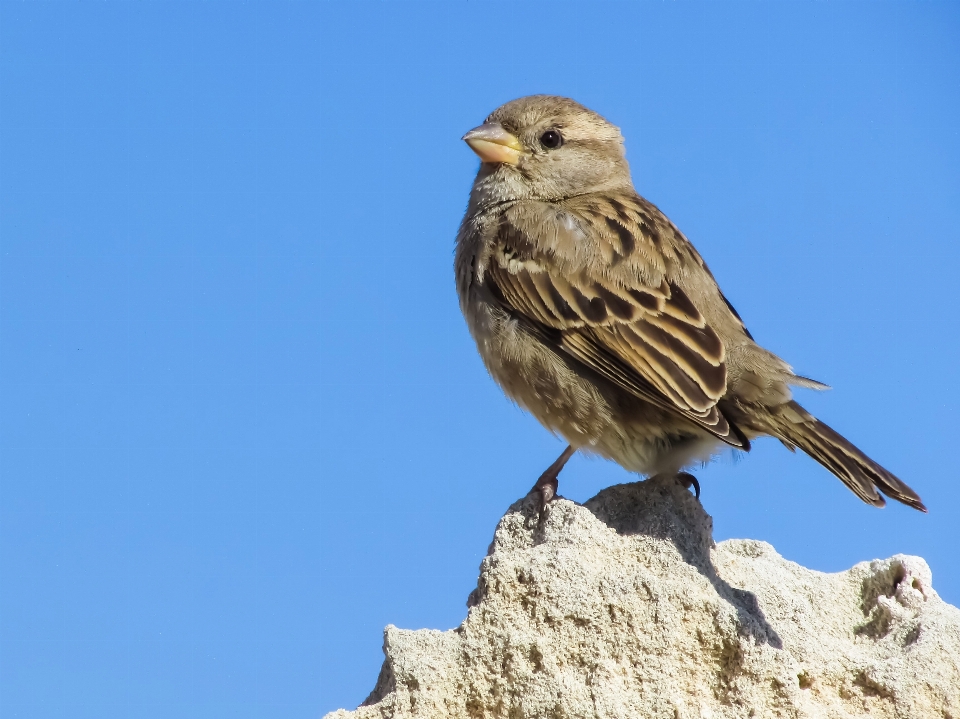 Natur rock vogel tier