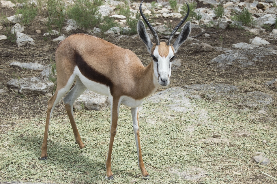 Nature animal faune sauvage