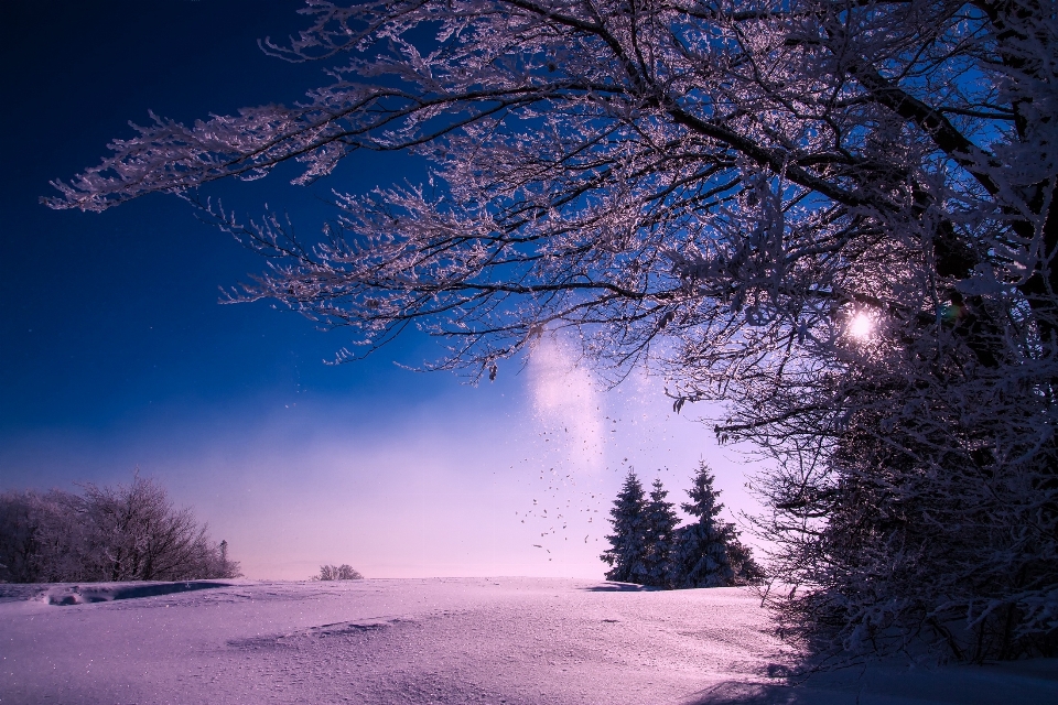 Landscape tree nature forest