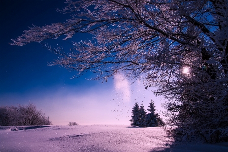 Landscape tree nature forest Photo