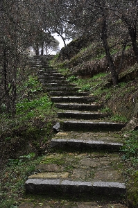 木 自然 森 rock 写真