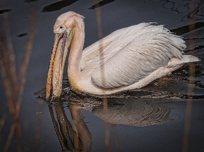 Foto Agua naturaleza pájaro ala