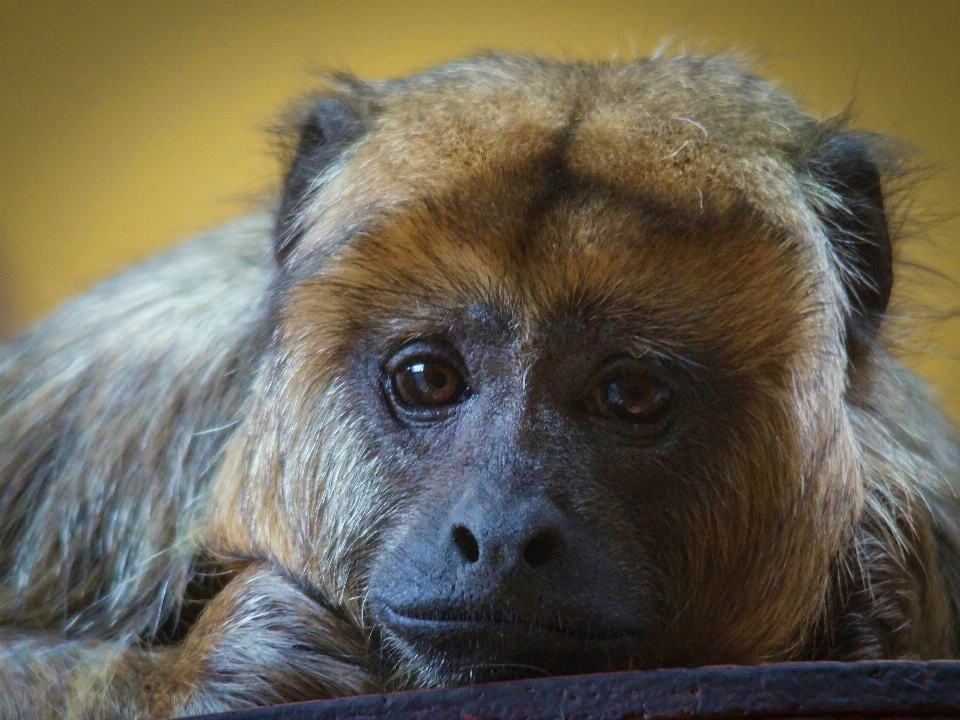 Natureza animais selvagens jardim zoológico tristeza
