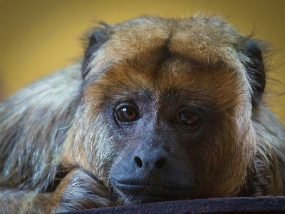 Natur tierwelt zoo traurigkeit
 Foto