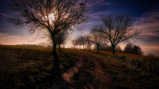 Landscape tree nature forest Photo