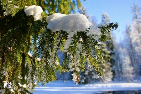 Landscape tree water nature Photo