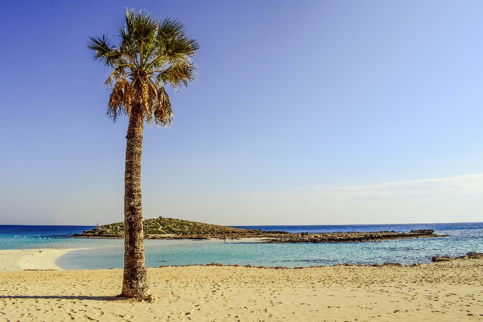 Plaża morze wybrzeże drzewo