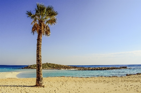 ビーチ 海 海岸 木 写真