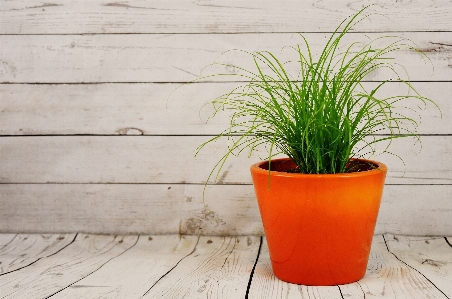 Grass plant wood flower Photo