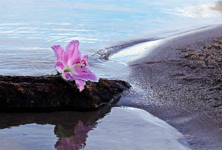 Beach sea coast water Photo