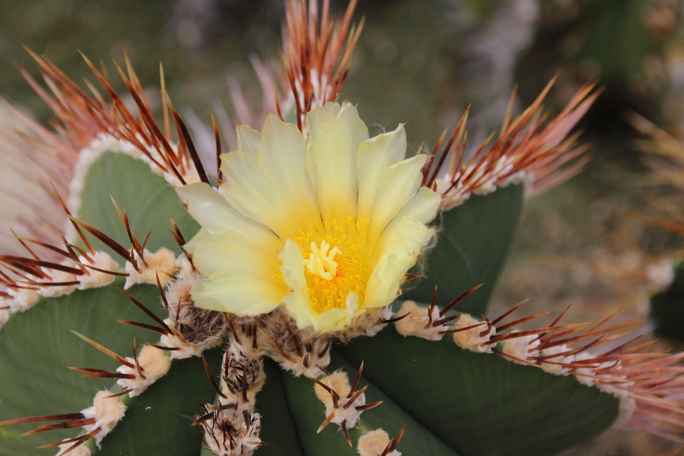 Blossom prickly cactus plant