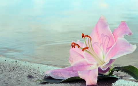 Beach water nature sand Photo