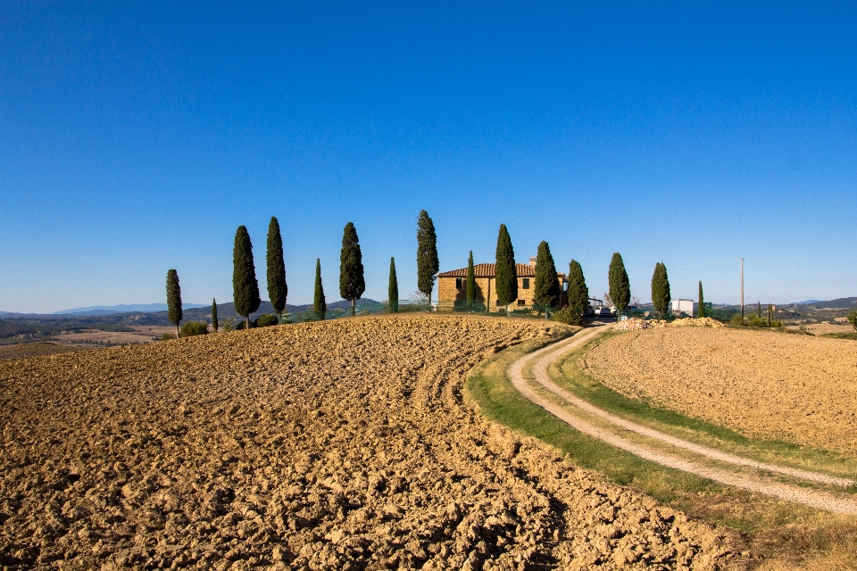 Paesaggio albero natura erba