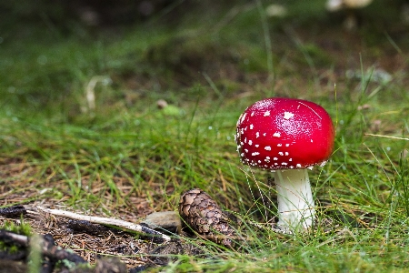 Zdjęcie Krajobraz natura trawa trawnik