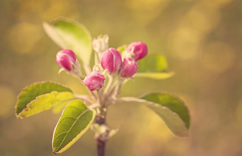 Apple nature bifurquer fleurir